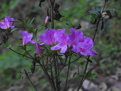 Rhododendron
