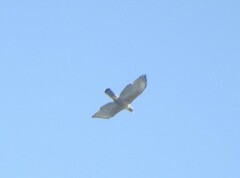 Nisaetus nipalensis