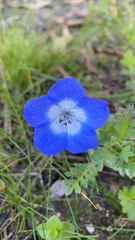 Nemophila menziesii
