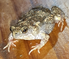 Uperoleia laevigata