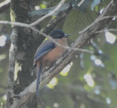 Heterophasia capistrata