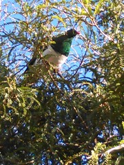 Hemiphaga novaeseelandiae