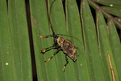 Polyrhaphis