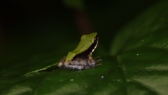 Odorrana hosii