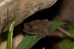 Rhinella margaritifera