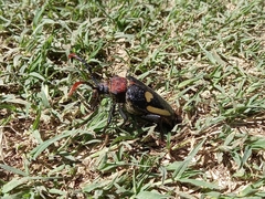 Calocomus desmarestii