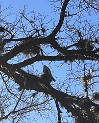 Baeolophus atricristatus