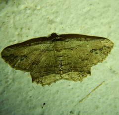 Menophra abruptaria