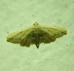Araeopteron ecphaea