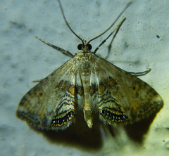 Cataclysta lemnata