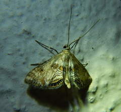 Cataclysta lemnata