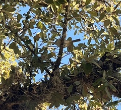 Baeolophus atricristatus