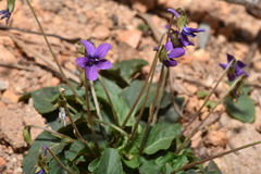 Viola confusa
