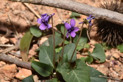 Viola confusa