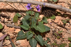 Viola confusa