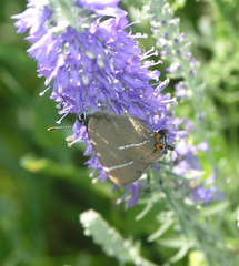 Satyrium w-album