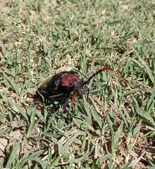 Calocomus desmarestii