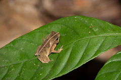 Rhinella margaritifera