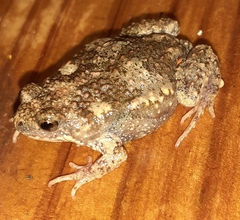 Uperoleia laevigata