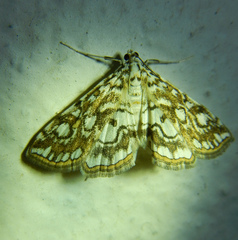 Elophila nymphaeata