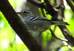 Herpsilochmus longirostris