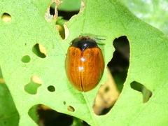 Chelymorpha cribraria