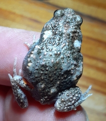 Uperoleia laevigata