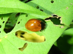 Chelymorpha cribraria