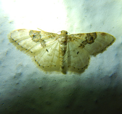 Idaea rusticata