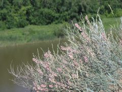 Atraphaxis frutescens