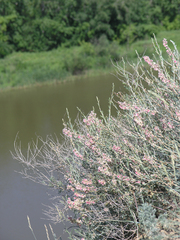 Atraphaxis frutescens