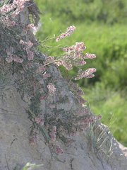 Atraphaxis frutescens