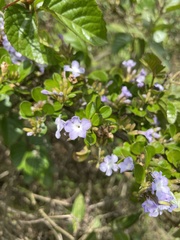 Duranta triacantha