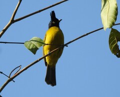 Rubigula flaviventris