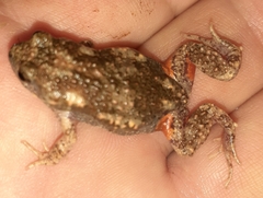 Uperoleia laevigata