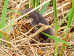 Myosorex varius