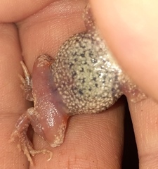Uperoleia laevigata