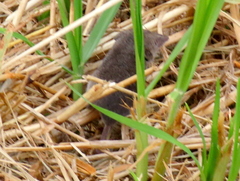 Myosorex varius