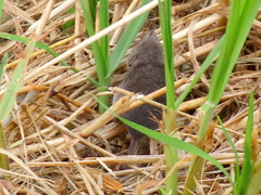 Myosorex varius