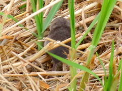 Myosorex varius