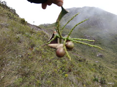 Dypsis pumila image