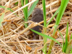 Myosorex varius