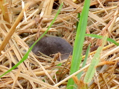 Myosorex varius