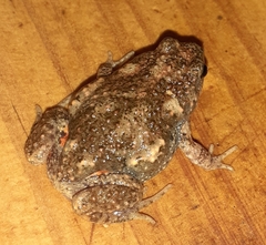 Uperoleia laevigata
