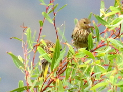 Euplectes capensis capensis