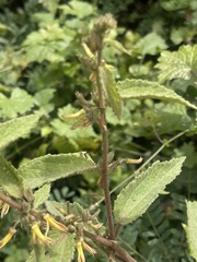 Triumfetta pilosa tomentosa