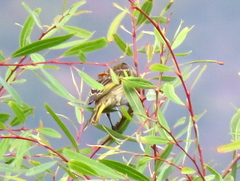 Euplectes capensis capensis