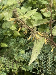 Triumfetta pilosa tomentosa
