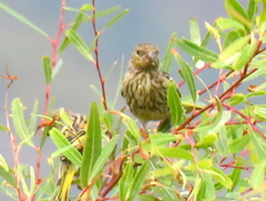 Euplectes capensis capensis