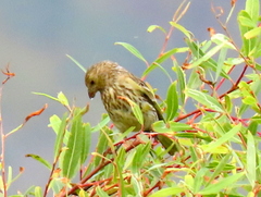 Euplectes capensis capensis